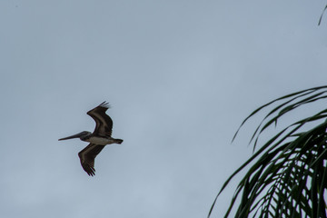 Ave en vuelo cerca a palmera