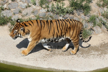  A tiger walks along a canal of water at a zoo