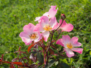 wild rose bush in the foreground