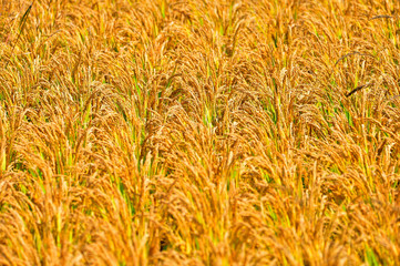 Mature rice in the field