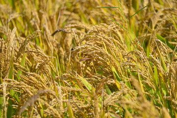 Mature rice in the field