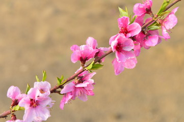 In full bloom in the peach blossom