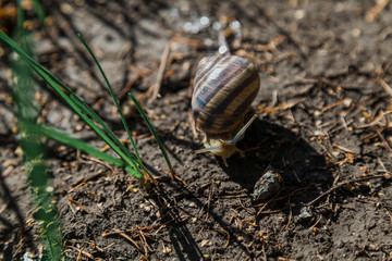 Snail crawling on ground