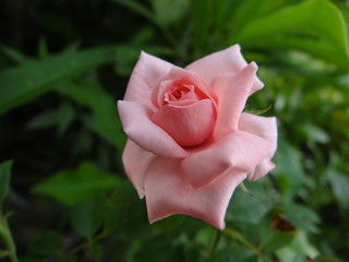 pink rose with green background