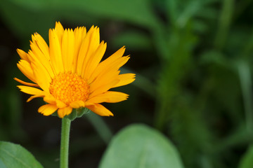Summer background with marigold flower in sunlight.