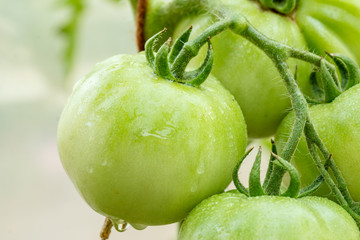 Unripe green tomatoes growing on bush in the garden.