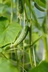 Close up fresh cucumber growing in greenhouse.