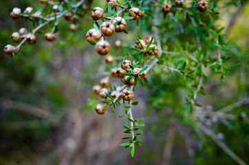 Tea tree plant with seed pods and leaves
