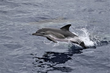 Fototapeta premium Dauphin