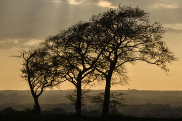 Plakat Silhouette of three trees [4]