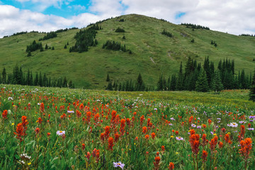 Green hill with some pine trees on it and wildflowers in the foreground in Sun Peaks, British Columbia