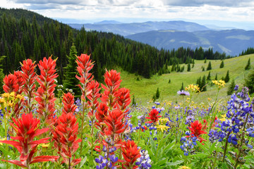 Indian Paintbrush and lupin in the foreground along with other wildflowers on the meadow in the mountains