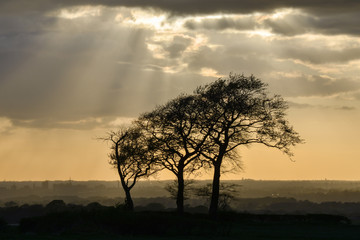 Fototapeta na wymiar Silhouette of three trees [3]