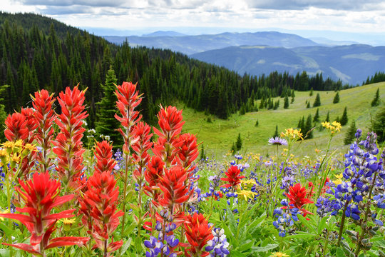 Indian Paintbrush and lupin in the foreground along with other wildflowers on the meadow in the mountains