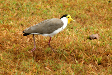 Naklejka premium aUSTRALIE