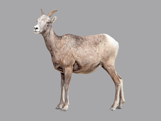 Mountain goat on an isolated background.