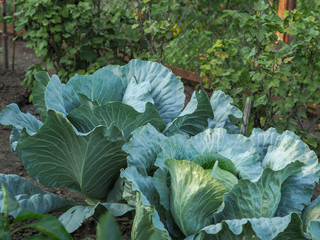 Naklejka premium Cabbage grows in the garden In the garden grows cabbage