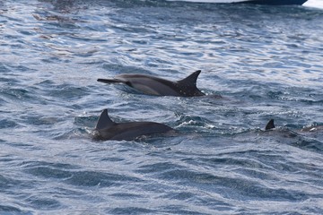 Fototapeta premium Dauphin