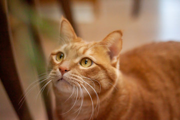 興味を示してる猫