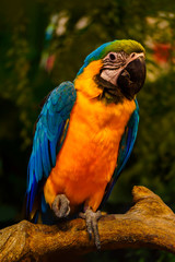 colorful macaw parrot