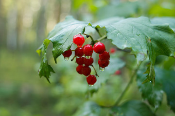 the viburnum berries wet with morning dew