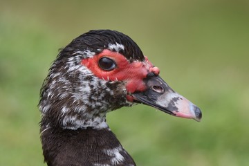 açores