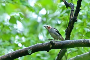 子育て中のアカゲラの様子を見に来たコムクドリ