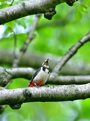カラスの襲撃を警戒する子育て中のアカゲラ