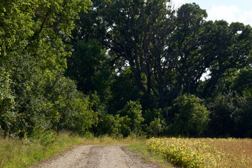 Fototapeta na wymiar Landscape view of a country dirt road lined with trees and a corn field