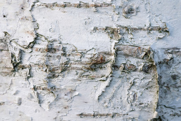 Obraz na płótnie Canvas The trunk of a birch tree.