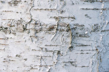 The trunk of a birch tree.