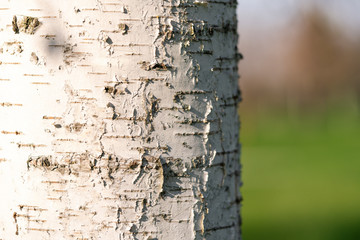 A trunk of a birch tree.