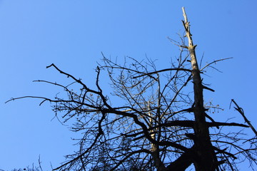 Old dry dead tree silhouette on blue sky background, ecology, environment