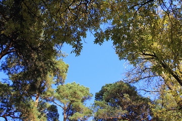 Treetops against blue clear sky, bottom-up view with space for inscription