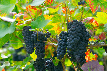 weinreben im kaiserstuhl