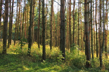 European autumn pine forest, the sun's rays Shine through between the tree trunks