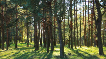 European autumn pine forest, the sun's rays Shine through between the tree trunks with shadows on green grass