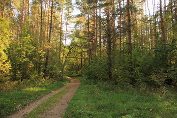Pathway in autumn European pine forest with sun Shine through the trees