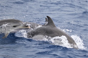 Obraz premium Açores