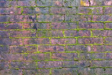 Mossy wall Background, Mossy pattern texture