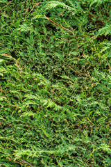 A closeup view on a hedge.