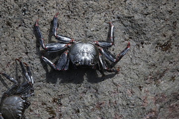crabes
