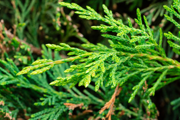 A closeup view on a hedge.