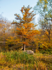 Forest lake on the background of the autumn forest