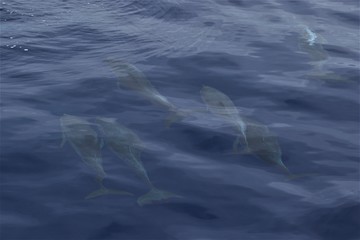 Fototapeta premium Dauphin Açores