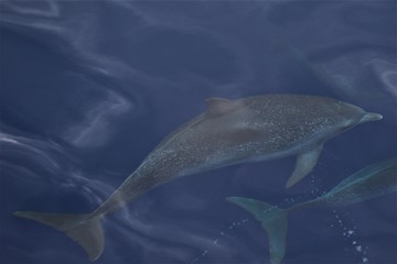 Dauphin Açores