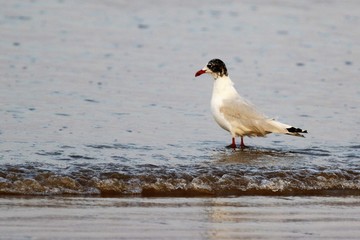 GOELAND