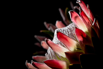 Pink exotic King protea flower macro still detail of petals isolated on a solid black background - obrazy, fototapety, plakaty