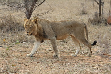 AFRIQUE DU SUD