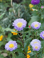 Callistephus chinensis | Blaue Sommerastern oder Königin-Margerite 